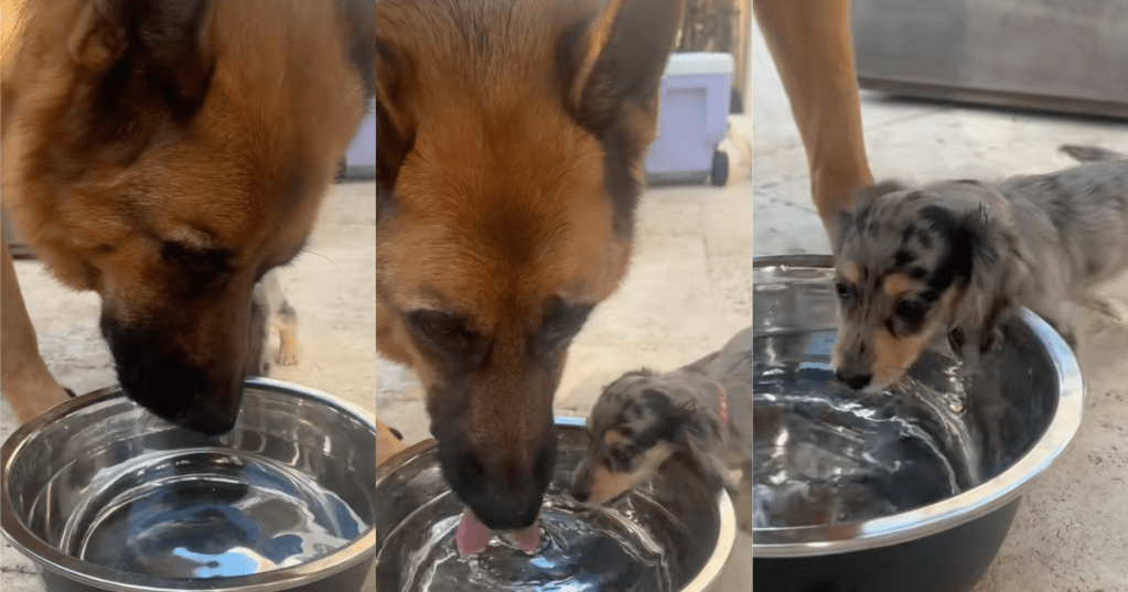 two dogs drinking water