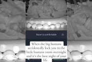 A Cat Accidentally Got Locked In A Toddler’s Room For A Night And A Camera Captured What Happened