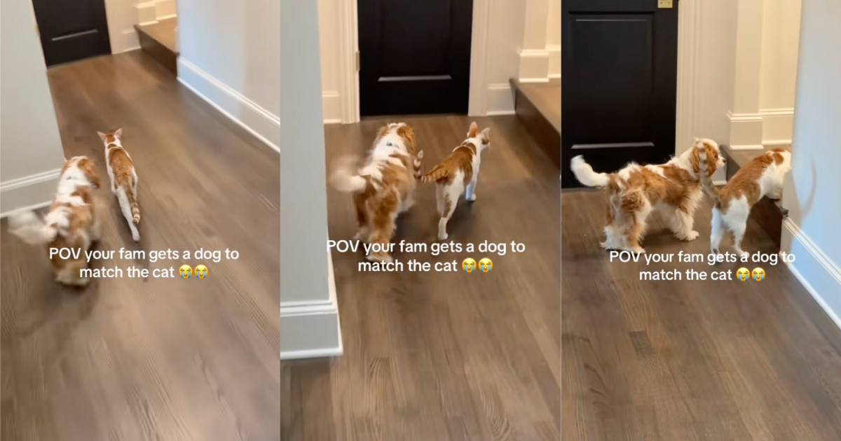 dog and cat in a hallway