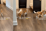 ‘Wasn’t even intentional, but they’re twins.’ – A Family Adopted A Dog That Looks Very Similar To Their Cat