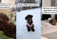 ‘We love our shelter baby regardless of her breed, but it’s cool to know.’ – A Couple Was Surprised By Their Rescue Dog’s DNA Results