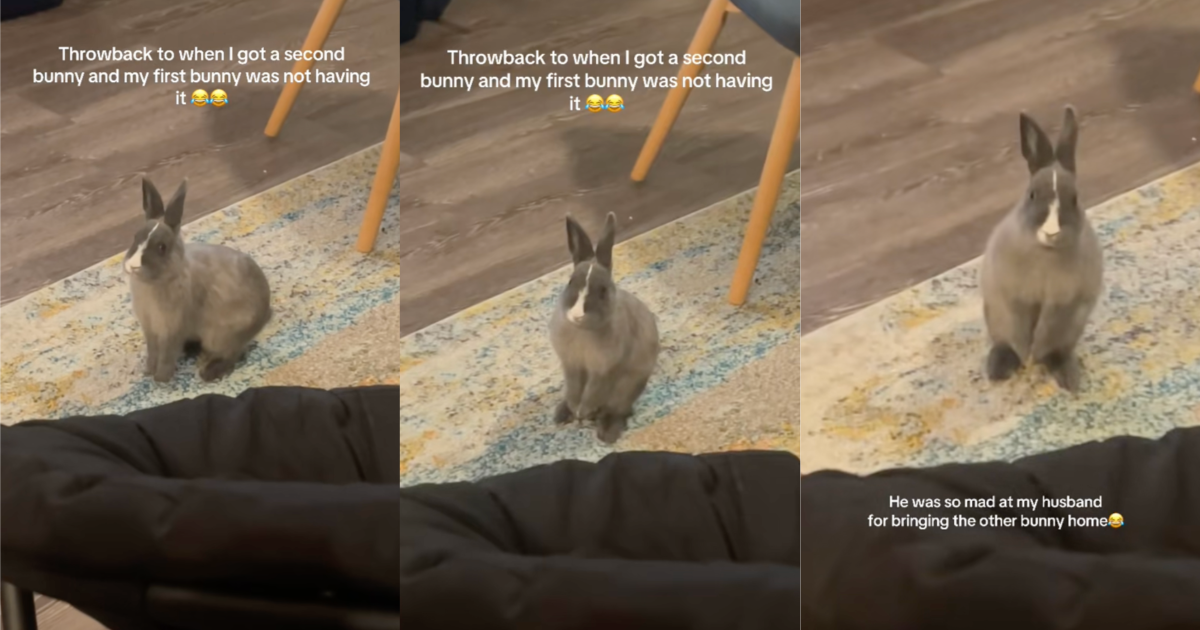 This still cracks me up. A Rabbit Was Upset When Its Owner Added A New Bunny To The Family bunny throwing a tantrum