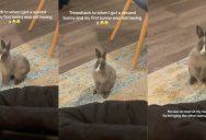 ‘This still cracks me up.’ – A Rabbit Was Upset When Its Owner Added A New Bunny To The Family