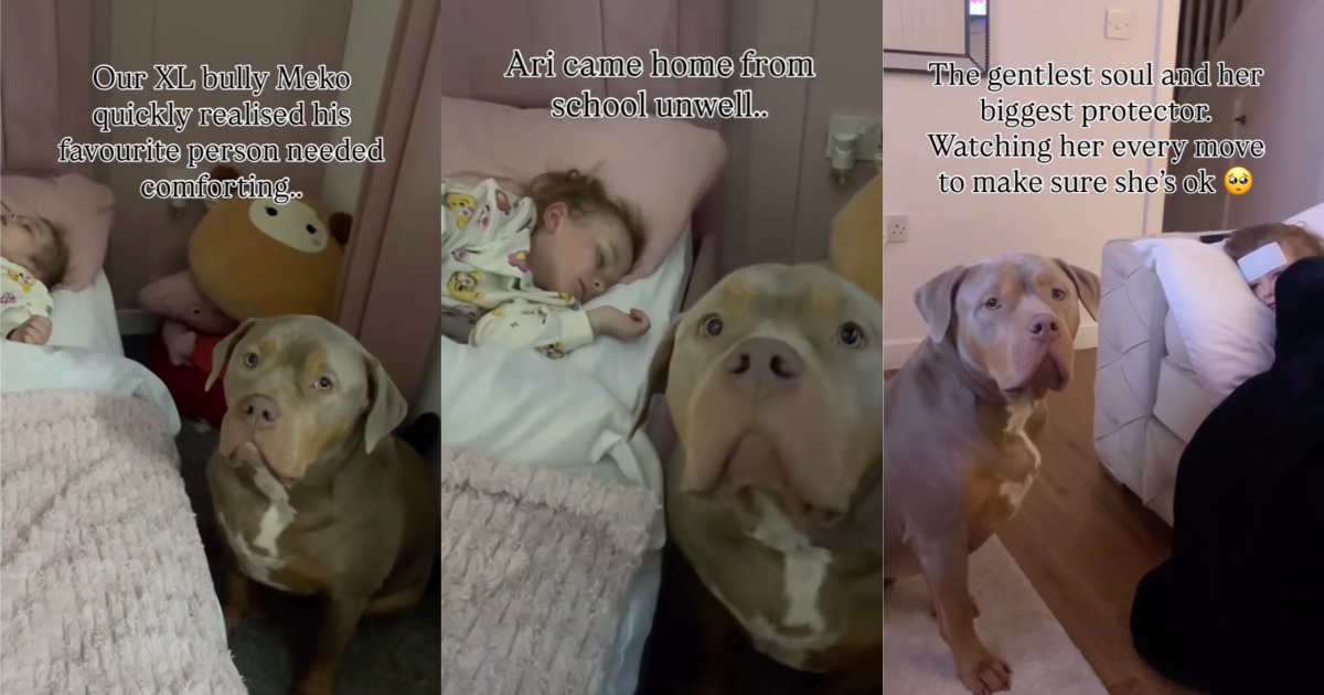A Mom Found Her Dog Watching Over Her Daughter In Bed While The Little Girl Was Sick dog watching over a girl