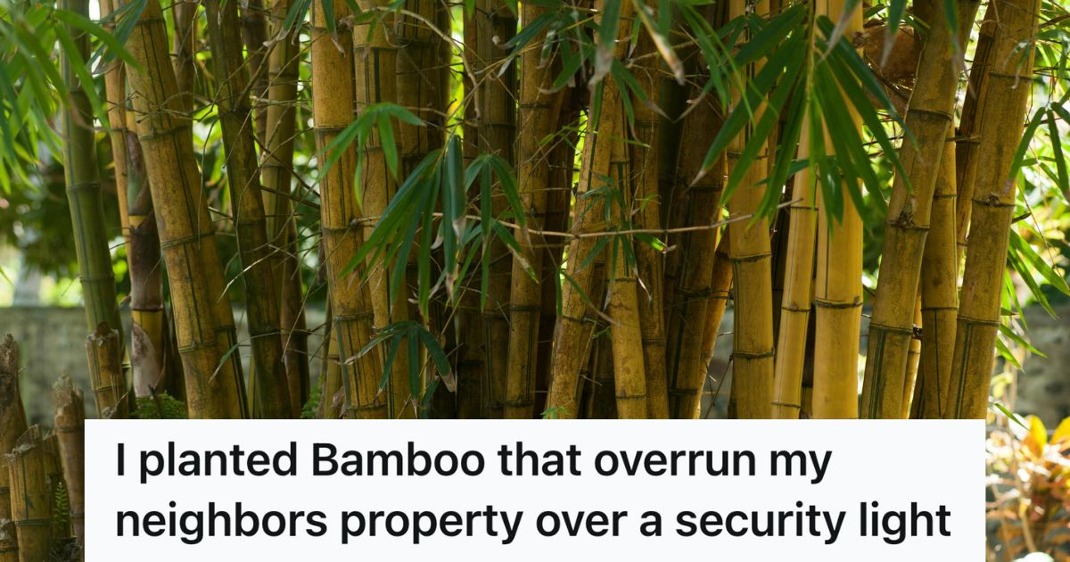 bunches of bamboo
