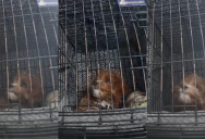 A Dog Had A Cute Reaction When Strangers Came Into Her House