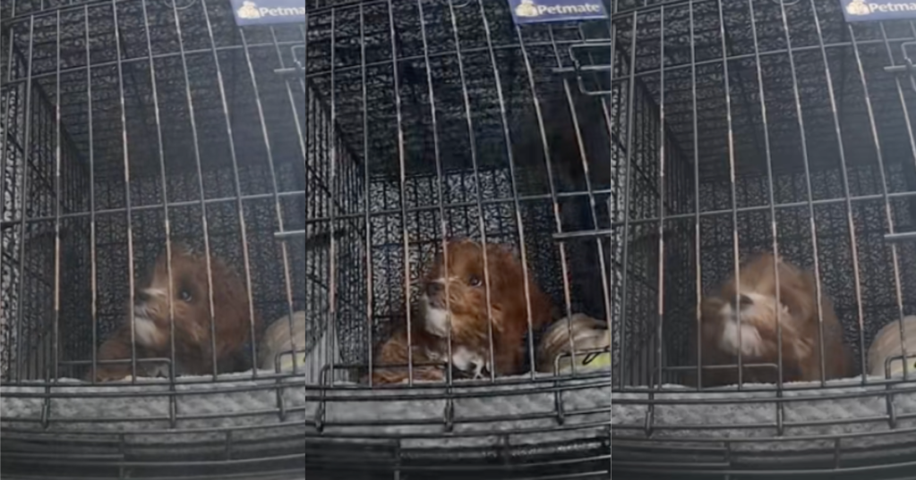 dog in a cage