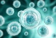 Your Body Has Over A Trillion Cells, But How Does Each One Know Where It Is And What It Is Supposed To Do?