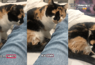 A Woman Showed People The Moment That Her Fiancée’s Cat Finally Warmed Up To Her
