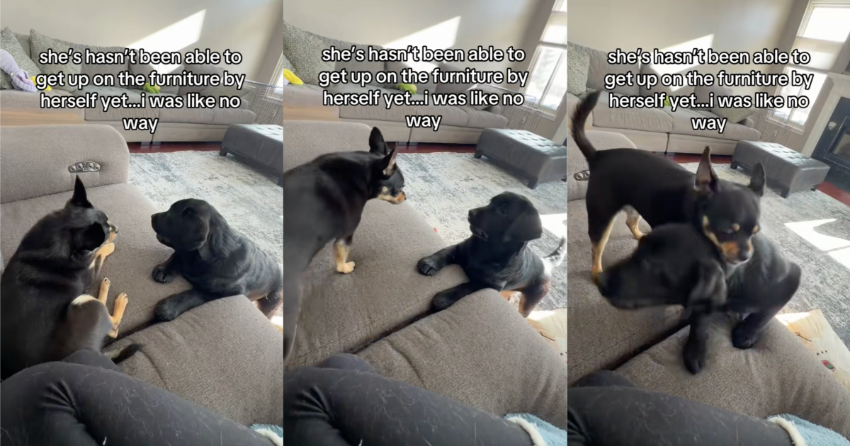 dog getting on a couch