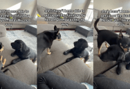 ‘She has her own personal step stool.’ – A Puppy Had A Clever Way Of Getting Up On A Couch