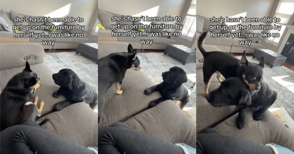 dog getting on a couch