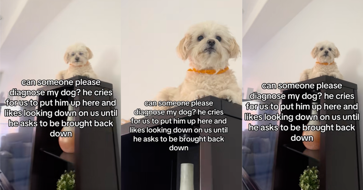 dog on top of a shelf