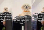 A Dog Owner Showed Viewers How Her Pooch Likes To Relax Just Like A Cat