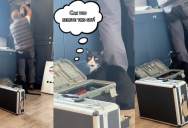 ‘Can you believe this guy?’ – A Cat Wasn’t Happy That A Handyman Was Working In His Kitchen