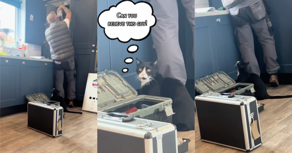 cat in a kitchen