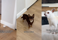 An Owner Realized One Of Her Dogs Kept Ringing A Bell Because He Was Worried About His Sister