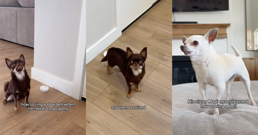 dog helping out another dog