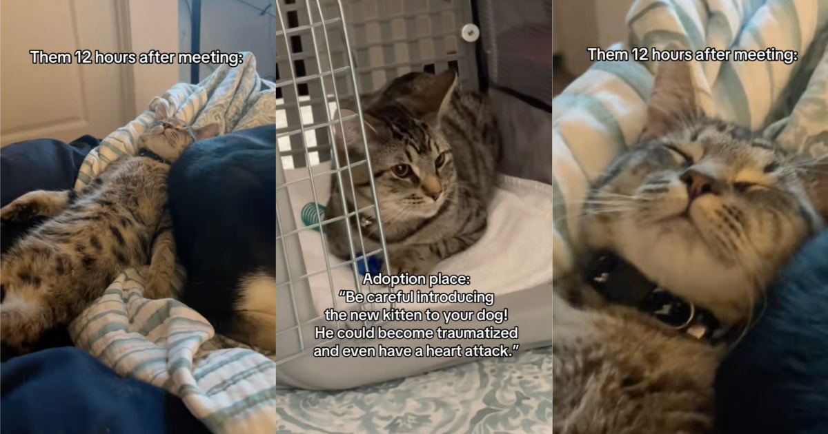 cat laying with a dog