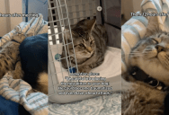 An Owner Showed Viewers How Her Dog Was Getting Along With The Kitten She Adopted 12 Hours Earlier