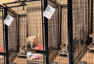 A Stray Dog Got Excited When Another Dog From Her Pack Ended Up In The Same Shelter