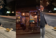 A Man Was In The Midst Of “Dry January,” But His Dog Really Wanted To Go To The Bar They Frequent