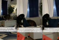 An Owner Finally Found Out Why One Of Her Dogs Is Always Tucked In Under A Blanket