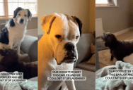 ‘We couldn’t stop laughing.’ – A Dog Sitter Sent A Woman A Video Update And Her Pups Were Not Happy With The Stranger