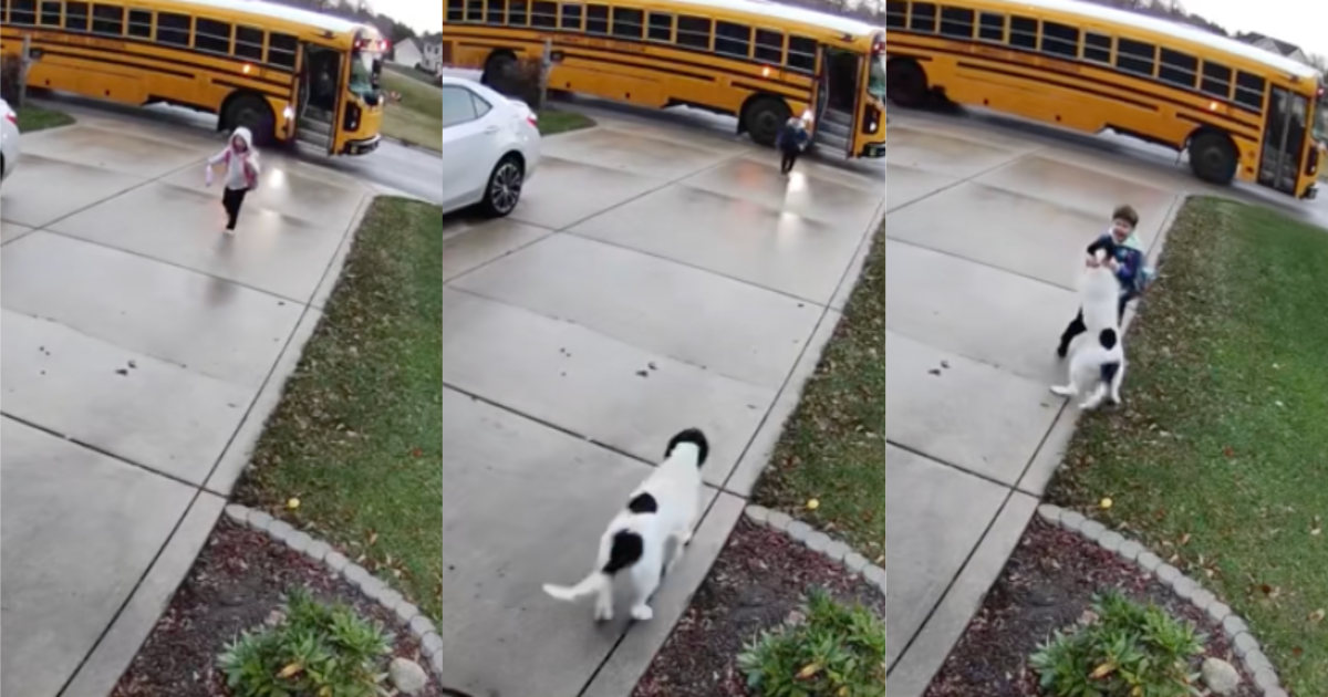 dog greeting a child