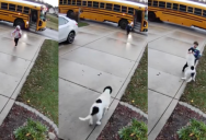‘When your dog has a preferred kid.’ – A Dog Proved Which Family Member Was Her Favorite After Kids Got Off Of A School Bus