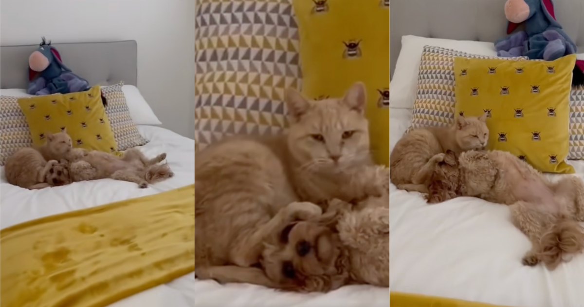 cat and dog on a bed