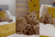 An Owner Found Her Dog And Her Cat Cuddling On A Bed