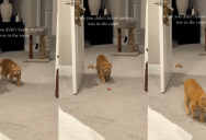 ‘When you didn’t know anyone was in the room.’ – A Cat Had A Funny Response When He Walked Into A Room He Thought He Was Empty