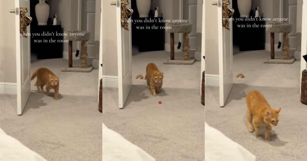cat in a room