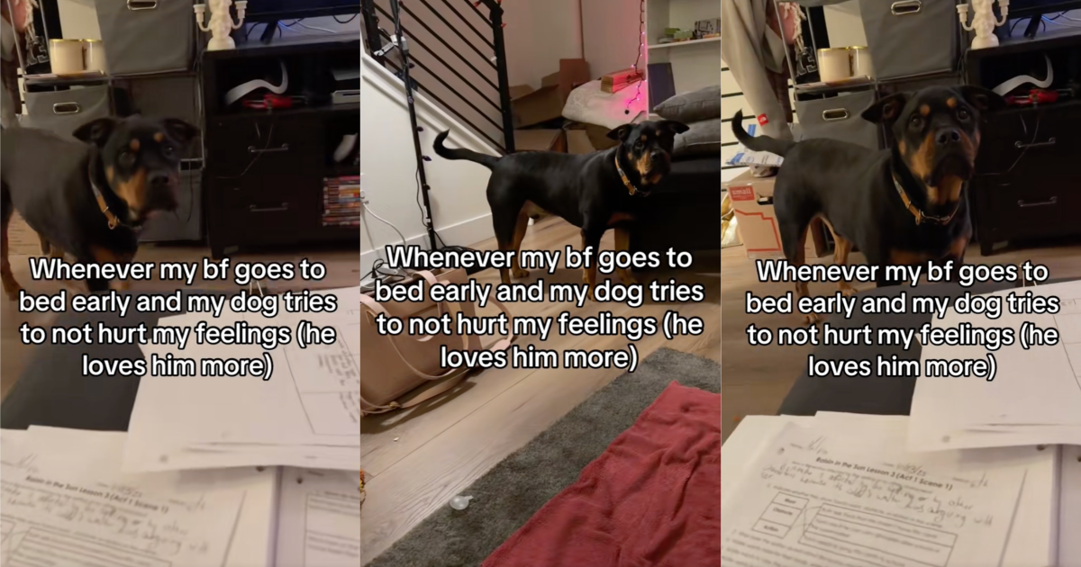 dog looking at its owner