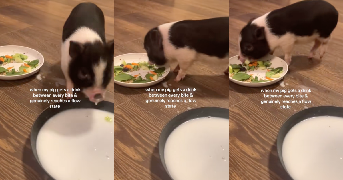 An Owner Showed Viewers How Their Pet Pig Likes To Eat pig eating some food