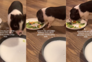 An Owner Showed Viewers How Their Pet Pig Likes To Eat