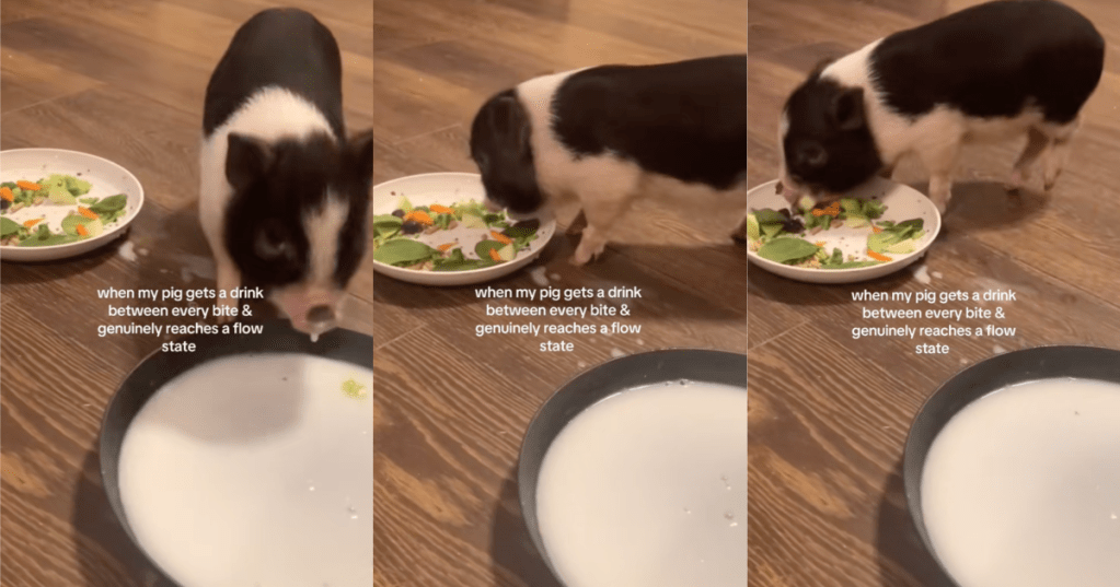 pig eating some food