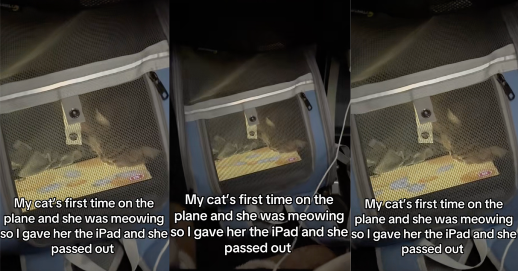 cat watching an ipad