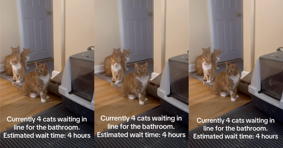 An Owner Captured Her Four Cats Waiting In Line For A Litter Box cats by a litter box