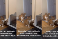An Owner Captured Her Four Cats Waiting In Line For A Litter Box