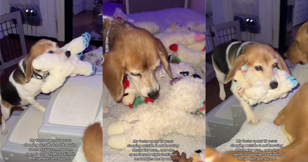 dog with a bunch of toys