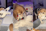 A Foster Dog Has A Special Nighttime Routine After Sleeping Outside For Years