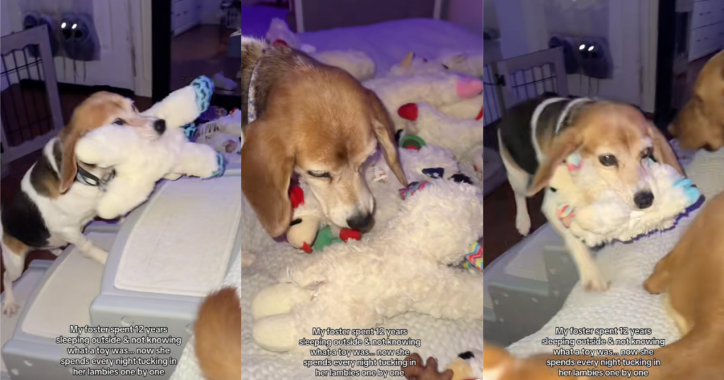 dog with a bunch of toys