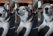 ‘Too cold for a human. I am not a husky.’ – A Dog Threw A Temper Tantrum Because She Wanted To Go Outside And Play In The Snow