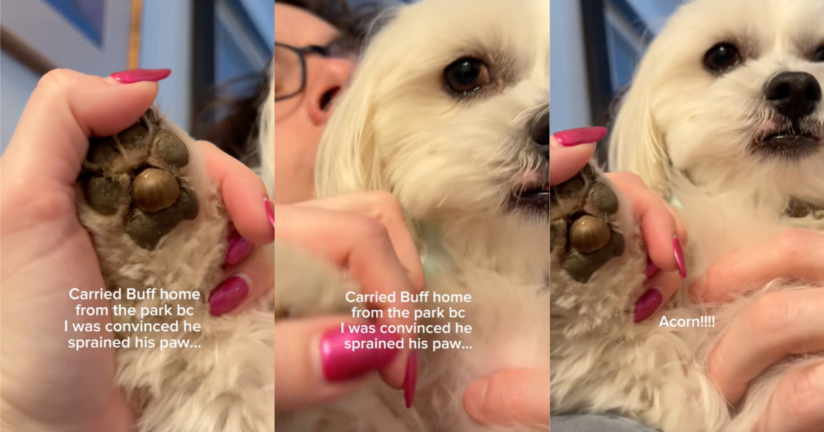 An Owner Thought Her Dog Was Injured On A Walk But She Found Out What Was Really Going On When She Got Home dog with its owner