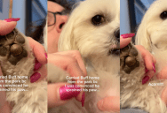 An Owner Thought Her Dog Was Injured On A Walk But She Found Out What Was Really Going On When She Got Home