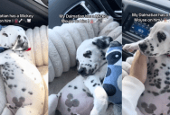 An Owner Noticed Her Dalmatian Puppy Has A Spot That Looks Like Mickey Mouse