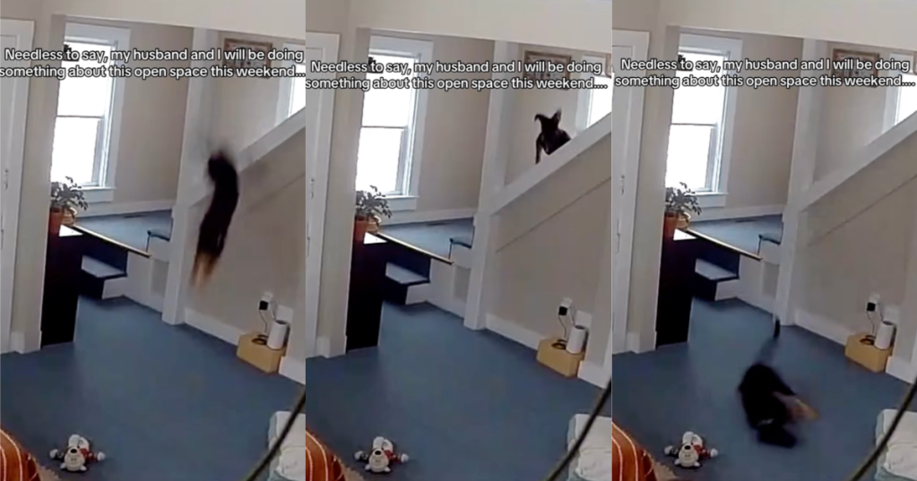 dog jumping off stairs