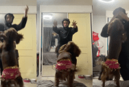 A Dog’s Funny Dance Got A Lot Of People Talking